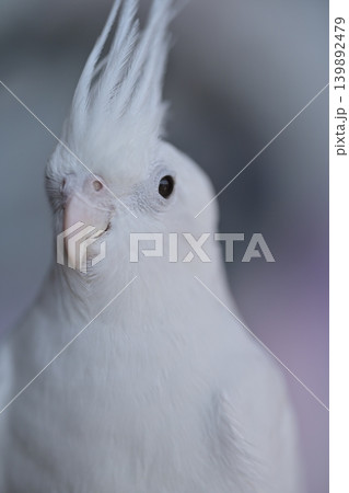 オカメインコ 139892479