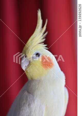 オカメインコ オカメインコ 139892626
