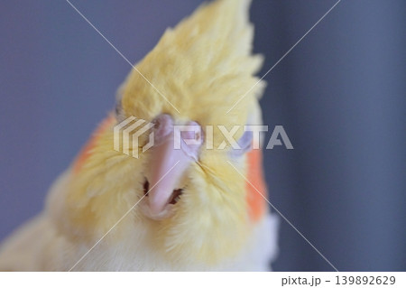 オカメインコ オカメインコ 139892629