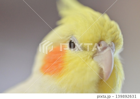 オカメインコ 139892631
