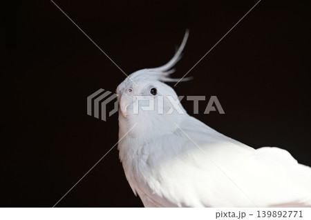 オカメインコ オカメインコ 139892771