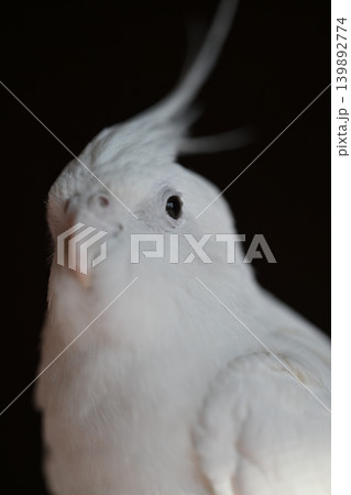 オカメインコ オカメインコ 139892774