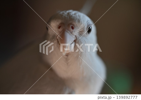 オカメインコ 139892777