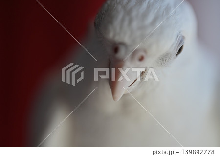 オカメインコ 139892778