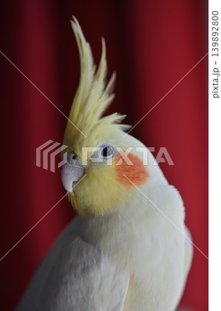 オカメインコ 139892800