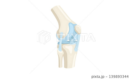 Anatomical Knee Joint Model with Blue Cartilage Anatomical Knee Joint Model with Blue Cartilage 139893344