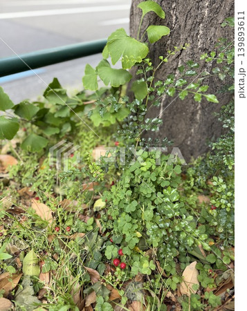 街路樹の足元の草地にいるヘビイチゴ、思われるその赤い実/The plants 139893611
