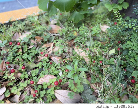 街路樹の足元の草地にいるヘビイチゴ、思われるその赤い実/The plants 街路樹の足元の草地にいるヘビイチゴ、思われるその赤い実/The plants 139893618