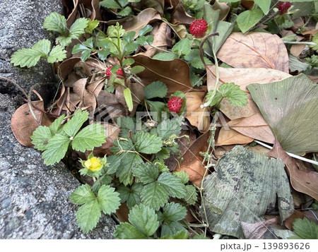 街路樹の足元の草地にいるヘビイチゴ、思われるその赤い実/The plants 街路樹の足元の草地にいるヘビイチゴ、思われるその赤い実/The plants 139893626