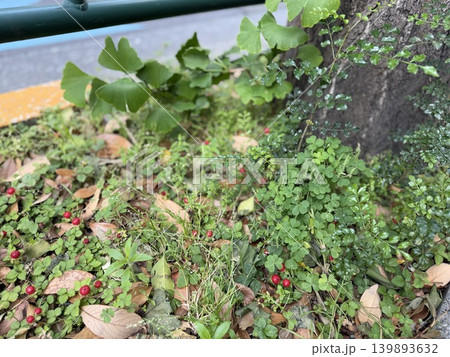 街路樹の足元の草地にいるヘビイチゴ、思われるその赤い実/The plants 街路樹の足元の草地にいるヘビイチゴ、思われるその赤い実/The plants 139893632
