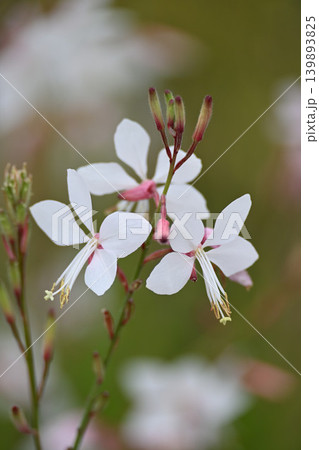 春の庭に咲くヤマモモソウの花 139893825
