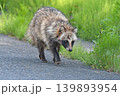 昼間に道路を歩くタヌキ1 139893954
