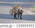 昼間に道路を歩くタヌキ2 139893955