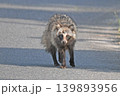 昼間に道路を歩くタヌキ3 139893956