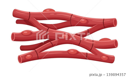 Branched Red Cardiac Muscle Fibers Microscopic Icon Branched Red Cardiac Muscle Fibers Microscopic Icon 139894357