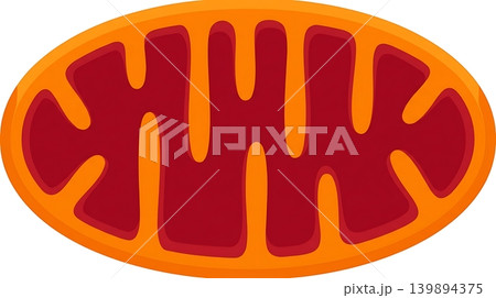 Bright Orange Oval Mitochondria Cellular Organelle Icon Bright Orange Oval Mitochondria Cellular Organelle Icon 139894375