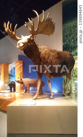 博物館で出会う大自然の息吹。ヘラジカとクマの剥製が並ぶ、生命力あふれる展示風景。 博物館で出会う大自然の息吹。ヘラジカとクマの剥製が並ぶ、生命力あふれる展示風景。 139894645