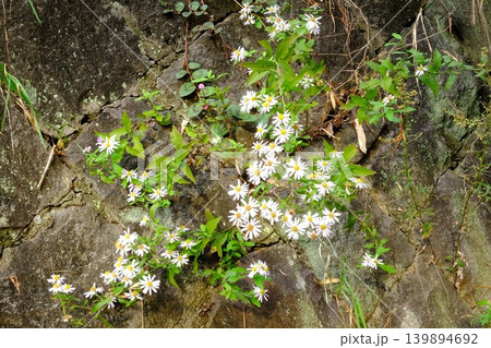 【神奈川県】石垣に咲く野菊の花 139894692