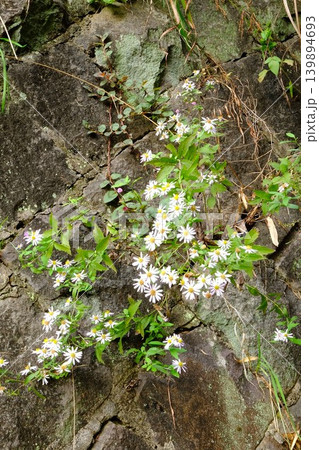 【神奈川県】石垣に咲く野草　野菊 139894693