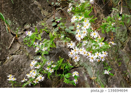 【神奈川県】石垣の隙間から生える野菊の花 139894694
