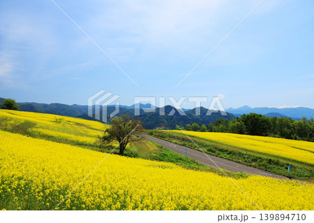 福島県喜多方市・三ノ倉高原花畑に広がる菜の花畑と遠くに見える山並みの春風景 139894710