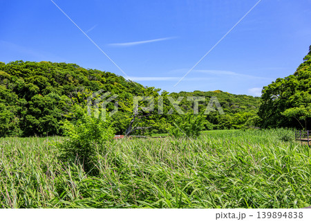 小網代の森の初夏 小網代の森の初夏 139894838