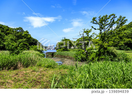 小網代の森の初夏 小網代の森の初夏 139894839