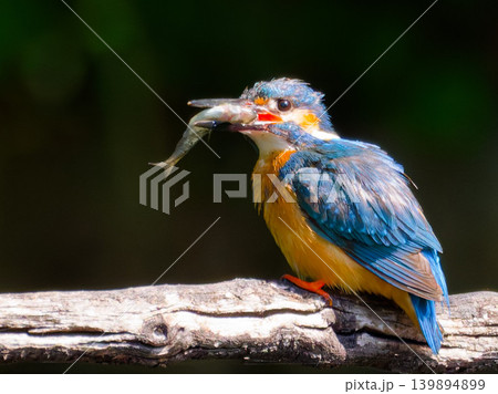 魚をくわえたカワセミ(翡翠)の野鳥写真 魚をくわえたカワセミ(翡翠)の野鳥写真 139894899