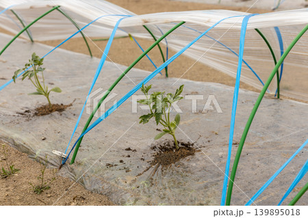 春の西瓜の植え付け 春の西瓜の植え付け 139895018