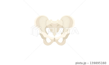 Complex White Human Pelvis Bones Anatomy Icon 139895160