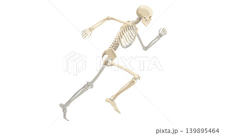 Running Human Skeleton Showing Biomechanics 139895464