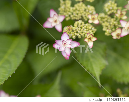 花壇に咲いたピンク色の紫陽花 139895531