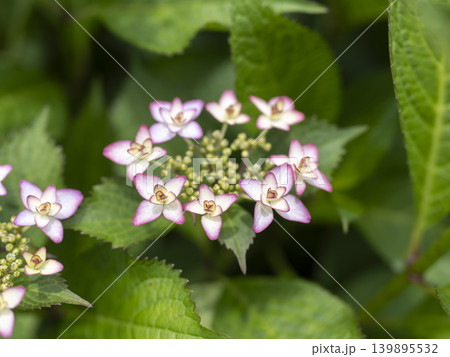 花壇に咲いたピンク色の紫陽花 花壇に咲いたピンク色の紫陽花 139895532