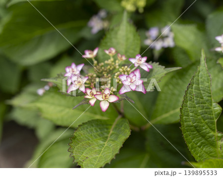 花壇に咲いたピンク色の紫陽花 139895533