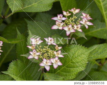 花壇に咲いたピンク色の紫陽花 花壇に咲いたピンク色の紫陽花 139895538