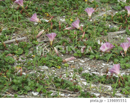 検見川浜で奇麗に咲いているハマヒルガオの花 139895551
