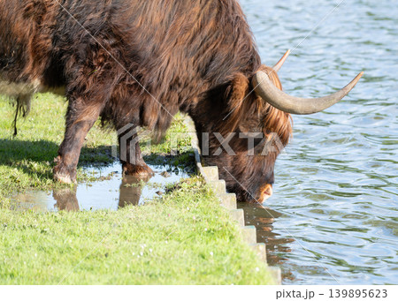 Scottish Highland Cow Drinking Water by Lakeside Scottish Highland Cow Drinking Water by Lakeside 139895623