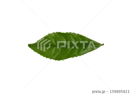 お茶の葉 お茶の葉 139895821