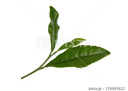 お茶の葉 お茶の葉 139895822