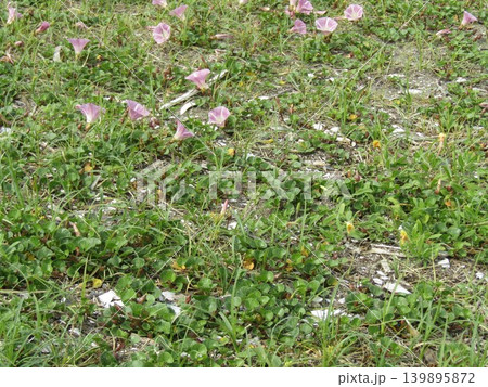 検見川浜で奇麗に咲いているハマヒルガオの花 139895872