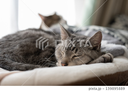 窓辺で眠る猫　サバトラ猫 139895889