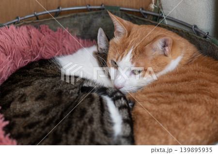 狭い場所でくつろぐ二匹の猫 狭い場所でくつろぐ二匹の猫 139895935