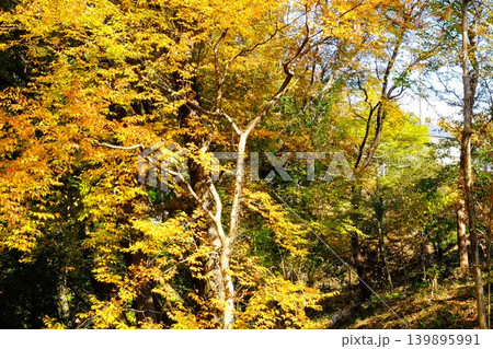 【神奈川県】紅葉する秋の森 【神奈川県】紅葉する秋の森 139895991