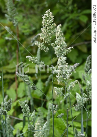 牧草地に咲くカモガヤの花 139896073