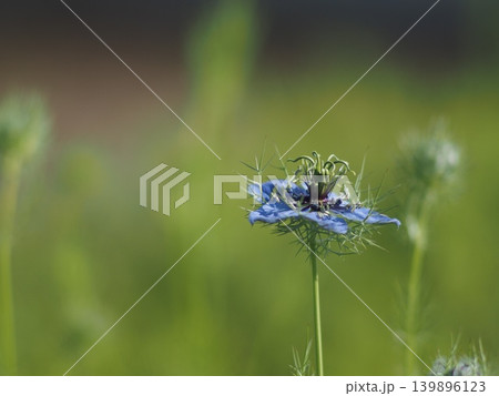 青いニゲラの花 青いニゲラの花 139896123