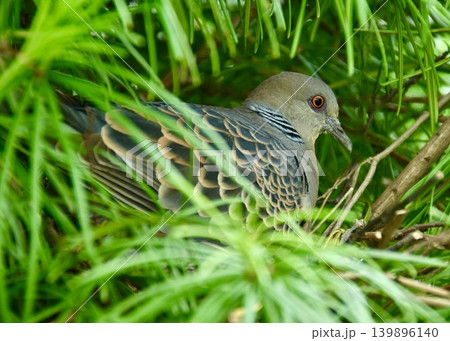 卵を温めるキジバトの親鳥。 卵を温めるキジバトの親鳥。 139896140