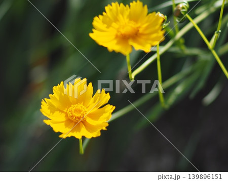 黄色い花 黄色い花 139896151