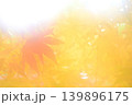 光るもみじ 139896175