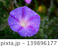 雨に濡れた朝顔 139896177