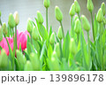 まだ若いチューリップ 139896178
